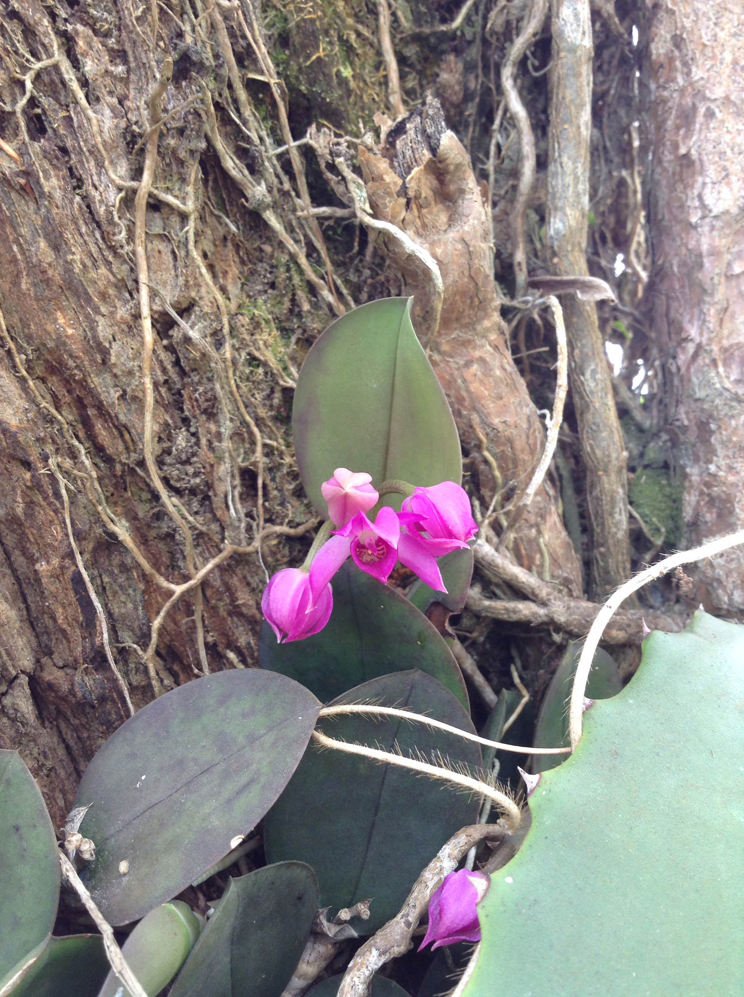 Meiracyllium trinasutum